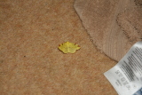 Photo /users/ganesh/gryphon/8033