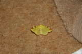 Photo /users/ganesh/gryphon/8034