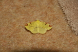 Photo /users/ganesh/gryphon/8035