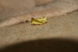 Photo /users/ganesh/gryphon/8037