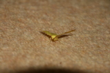 Photo /users/ganesh/gryphon/8040