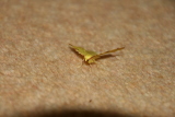 Photo /users/ganesh/gryphon/8041