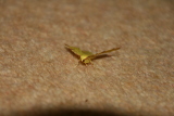Photo /users/ganesh/gryphon/8042
