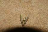 Photo /users/ganesh/gryphon/8044