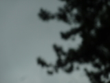 Photo /users/ganesh/kelpie/6271