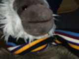 Photo /users/ganesh/monkeynut/10