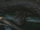 Photo /users/ganesh/monkeynut/1178