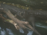 Photo /users/ganesh/monkeynut/1182