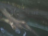 Photo /users/ganesh/monkeynut/1183