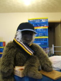 Photo /users/ganesh/monkeynut/12