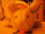 Photo /users/ganesh/monkeynut/1200