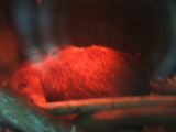 Photo /users/ganesh/monkeynut/1235