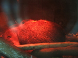 Photo /users/ganesh/monkeynut/1236