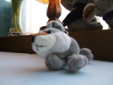 Photo /users/ganesh/monkeynut/1249