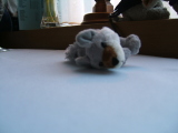 Photo /users/ganesh/monkeynut/1260