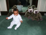 Photo /users/ganesh/monkeynut/1768