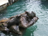 Photo /users/ganesh/monkeynut/203