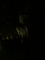 Photo /users/ganesh/monkeynut/485