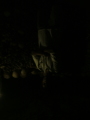 Photo /users/ganesh/monkeynut/486