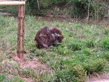 Photo /users/ganesh/monkeynut/734