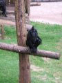 Photo /users/ganesh/monkeynut/755