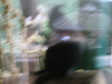 Photo /users/ganesh/monkeynut/757