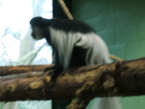 Photo /users/ganesh/monkeynut/758