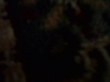 Photo /users/ganesh/rednaxela/496