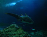 Photo /users/ganesh/stephen-au/PER3/5
