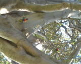 Photo /users/ganesh/stephen-au/SYD1/11