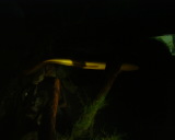 Photo /users/ganesh/stephen-au/SYD2/11