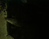 Photo /users/ganesh/stephen-au/SYD2/13
