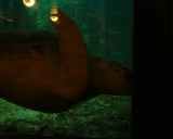 Photo /users/ganesh/stephen-au/SYD2/19