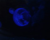 Photo /users/ganesh/stephen-au/SYD2/20