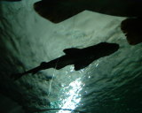 Photo /users/ganesh/stephen-au/SYD2/21