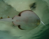Photo /users/ganesh/stephen-au/SYD2/22