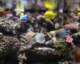 Photo /users/ganesh/stephen-au/SYD2/26