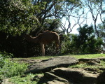 Photo /users/ganesh/stephen-au/SYD6B/3
