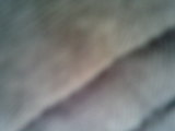 Photo /users/ganesh/thehare/184