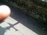 Photo /users/ganesh/thehare/280