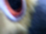 Photo /users/ganesh/thehare/81
