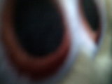 Photo /users/ganesh/thehare/82