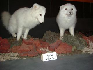 Photo /users/aendr/whiterabbit/810